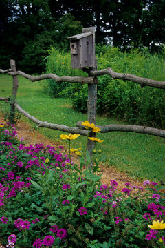 Birdhouse on rustic fence with Prairie Sun Rudbeckia (Rudbeckia Hirta) and Homestead Purple Verbena, Illinois
