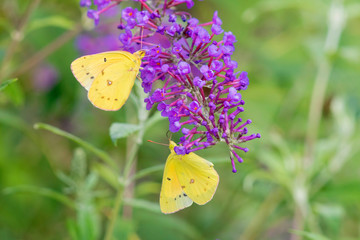 Orange Sulphurs (Colias Eurytheme) on Butterfly Bush (Buddleja Davidii) Marion County, Illinois