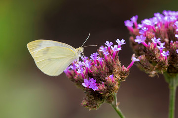 Cabbage White (Pieris Rapae) on Brazilian Verbena ( Verbena Bonariensis) Marion County, Illinois