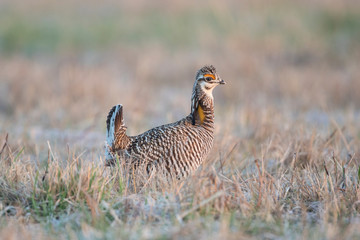 Greater Prairie-Chicken (Tympanuchus Cupido) male on lek Prairie Ridge State Natural Area, Marion County, Illinois