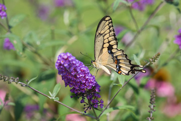 Giant Swallowtail butterfly (Papilio cresphontes) on Butterfly Bush (Buddlei davidii), Marion County, IL