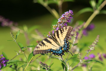 Eastern Tiger Swallowtail (Papilio glaucaus) on Butterfly Bush (Buddleja Davidii) Marion County, Illinois