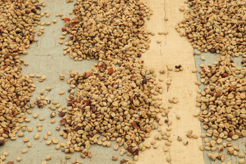 Kona coffee beans, coffee plantation, Big Island, Hawaii, USA