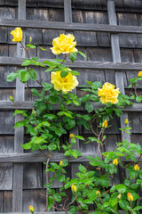 Fototapeta na wymiar Climbing roses, Nantucket, Massachusetts, USA