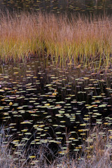 USA, Maine. Dark Reflection of grasses among the lily pads on Seal Cove Pond, Acadia National Park.