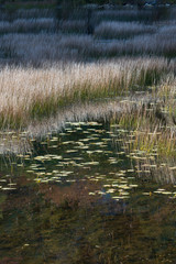 USA, Maine. Grasses and water lily pads with reflections, the Tarn, Acadia National Park.