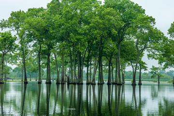 USA, Louisiana, Miller's Lake. Tupelo trees reflect in lake. Credit as: Cathy & Gordon Illg /...