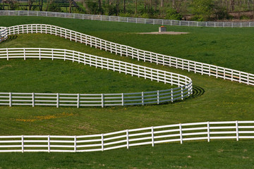 Fototapeta premium White fence winding across Calumet horse farm, Lexington, Kentucky
