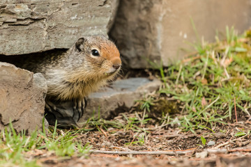 Glacier National Park, Montana, USA. Columbian ground squirrel peeking out of a hole in a stone wall.