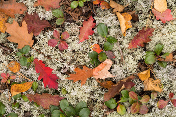 USA, Michigan, Keweenaw Peninsula. The forest floor of leaves, pine needles, lichens, and plants.