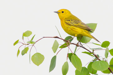 Yellow Warbler, Spring Aspen Leaves