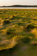 Grass in a tidal marsh along the Great Island Trail and Wellfleet Bay in Cape Cod National Seashore, Wellfleet, Massachusetts.