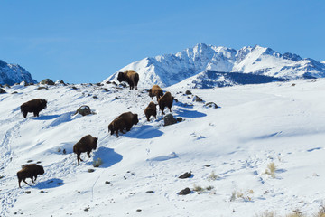 Fototapeta na wymiar Bison Herd, Electric Peak