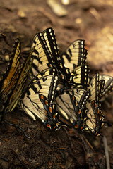 Fototapeta premium A collection of butterflies. 