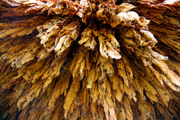 Kentucky, Tobacco leaves hang from the ceiling of a barn to dry in rural Kentucky. © Richard Wright/Danita Delimont