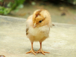 little chick of hen