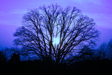 Purple skies on a dark silhoutte tree on a cold morning.