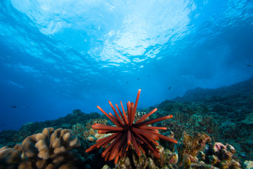 Pencil Sea Urchin, Scuba Diving at Molokini Crater, Maui, Hawaii, USA