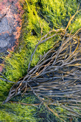 Fototapeta na wymiar Usa, Maine, Acadia National Park, Seaweed and Kelp along the Maine Shoreline.