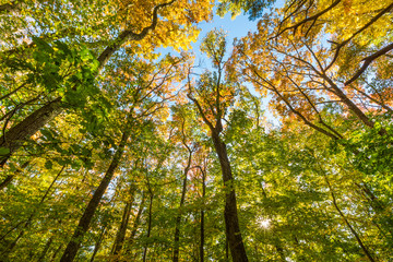 Fall in a forest in Amesbury, Massachusetts.