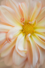 USA, Maine, Harpswell. Dahlia detail. Credit as: Kathleen Clemons / Jaynes Gallery / DanitaDelimont.com