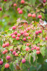 USA, Massachusetts, Wareham, Cornus kousa fruit