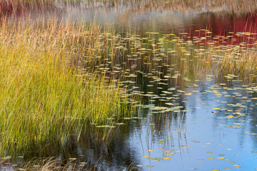 USA, Maine. Autumn colors and sky reflected among the grasses and lily pads on New Mills Meadow Pond, Acadia National Park.