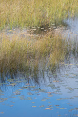 USA, Maine. Grasses and lily pads on New Mills Meadow Pond, Acadia National Park.