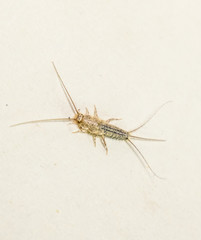 thermobia, Pest books and newspapers. Insect feeding on paper - silverfish, thermobia