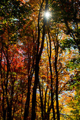 Starburst, autumn trees, Sieur de Monts Spring, Acadia National Park, Maine, USA,