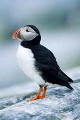Naklejka premium Atlantic Puffin (Fratercula arctica) Machias Seal Island, Maine