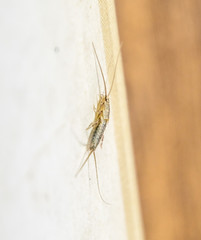Thermobia domestica. Pest books and newspapers. Lepismatidae Insect feeding on paper - silverfish