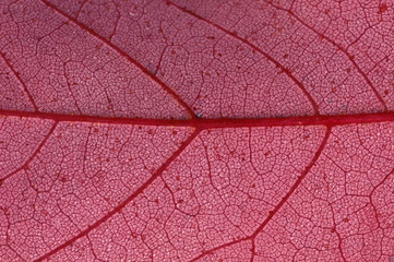 North America, USA, Minnesota. Leaf detail