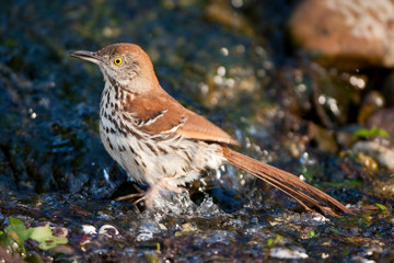 Fototapeta premium Brown Thrasher (Toxostoma rufum) bathing, Marion, Illinois, USA.