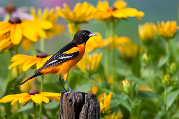 Baltimore Oriole (Icterus galbula) male on post in flower garden with Black-eyed Susans (Rudbeckia hirta), Marion, Illinois, USA.