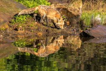 Pine County. Captive red fox drinking. Credit as: Cathy and Gordon Illg / Jaynes Gallery / DanitaDelimont.com