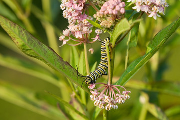 Monarch (Danaus plexippus) caterpillar on Swamp Milkweed (Asclepias incarnata). Marion, Illinois, USA.