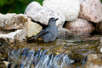 Gray Catbird (Dumetella carolinensis) bathing, Marion, Illinois, USA.