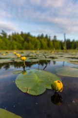 Yellow pond lilies, Nuphar lutea, fill a beaver pond in Epping, New Hampshire.