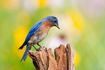 Eastern Bluebird (Sialia sialis) male on fence post in flower garden, Marion, Illinois, USA.
