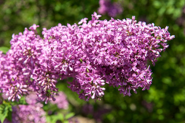 USA, Massachusetts, Boston, Arnold Arboretum, purple lilac