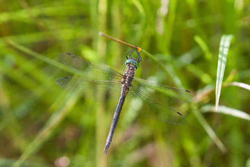 Hine's Emerald (Somatochlora hineana) female Kay Branch Fen Reynolds, Missouri, USA.