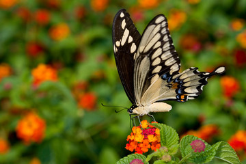Giant Swallowtail (Papilio cresphontes) on Red Spread Lantana (Lantana camara). Marion, Illinois,...