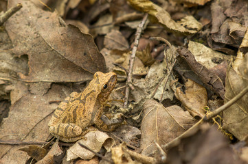 Camouflaged peeper tree frog, St. Francois State Park, Ozark Mountains, Missouri