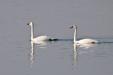 Fototapeta na wymiar Two Trumpeter Swans (Cygnus buccinator), Riverlands Migratory Bird, Sanctuary, Missouri, USA.