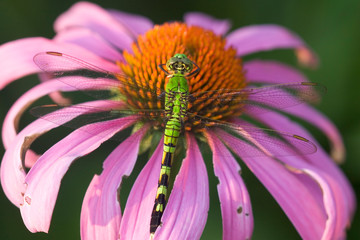 Eastern Pondhawk (Erythemis simplicicollis) female on Purple Coneflower (Echinacea purpurea) in prairie, Marion, Illinois, USA.