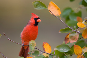 Northern Cardinal (Cardinalis cardinalis) male in Serviceberry Bush (Amelanchier canadensis) in fall, Marion, Illinois, USA.