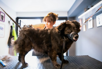 pet hairdresser woman cutting fur of cute black dog