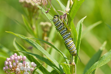 Monarch butterfly (Danaus plexippus) caterpillar on Swamp Milkweed (Asclepias incarnata), Marion, Illinois, USA.