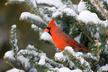 Northern Cardinal (Cardinalis cardinalis) male in Balsam fir tree in winter, Marion, Illinois, USA.